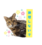 共感を伝えたいときの猫スタンプ（個別スタンプ：7）