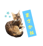 共感を伝えたいときの猫スタンプ（個別スタンプ：21）