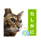 共感を伝えたいときの猫スタンプ（個別スタンプ：22）