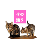 共感を伝えたいときの猫スタンプ（個別スタンプ：23）