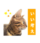 共感を伝えたいときの猫スタンプ（個別スタンプ：24）