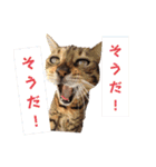 共感を伝えたいときの猫スタンプ（個別スタンプ：29）