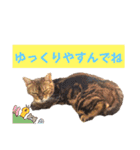 共感を伝えたいときの猫スタンプ（個別スタンプ：32）