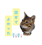 共感を伝えたいときの猫スタンプ（個別スタンプ：33）