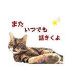 共感を伝えたいときの猫スタンプ（個別スタンプ：34）