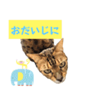 共感を伝えたいときの猫スタンプ（個別スタンプ：36）