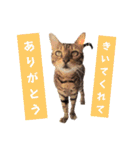 共感を伝えたいときの猫スタンプ（個別スタンプ：37）