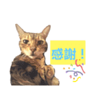 共感を伝えたいときの猫スタンプ（個別スタンプ：38）