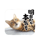 共感を伝えたいときの猫スタンプ（個別スタンプ：39）