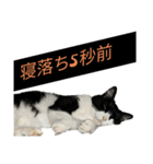 Kamagaya All Stars（個別スタンプ：8）