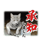 日本の可愛い猫達（個別スタンプ：1）