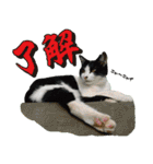 日本の可愛い猫達（個別スタンプ：2）