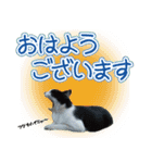 日本の可愛い猫達（個別スタンプ：4）