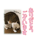 日本の可愛い猫達（個別スタンプ：8）