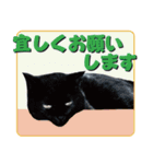 日本の可愛い猫達（個別スタンプ：9）