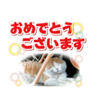 日本の可愛い猫達（個別スタンプ：11）