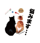 日本の可愛い猫達（個別スタンプ：14）