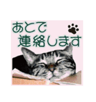 日本の可愛い猫達（個別スタンプ：17）