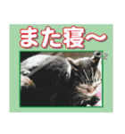 日本の可愛い猫達（個別スタンプ：18）