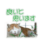 日本の可愛い猫達（個別スタンプ：22）
