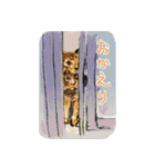 いえねこの日常α 修正版（個別スタンプ：8）