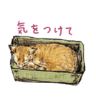 いえねこの日常α 修正版（個別スタンプ：9）