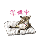 いえねこの日常α 修正版（個別スタンプ：23）