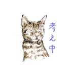 いえねこの日常α 修正版（個別スタンプ：27）