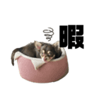 ピノパルスタンプ①（個別スタンプ：23）