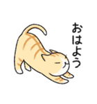 ぼうのねこ（個別スタンプ：1）