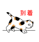 ぼうのねこ（個別スタンプ：28）