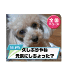 西諸弁 諸県弁②宮崎県の方言 むじぃわんこ（個別スタンプ：1）