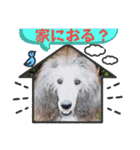 西諸弁 諸県弁②宮崎県の方言 むじぃわんこ（個別スタンプ：6）