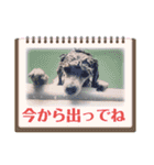 西諸弁 諸県弁②宮崎県の方言 むじぃわんこ（個別スタンプ：10）