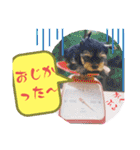 西諸弁 諸県弁②宮崎県の方言 むじぃわんこ（個別スタンプ：36）