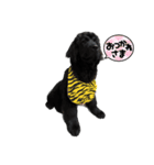 RAMちゃん♡ニューファンドランド犬(4ヶ月)（個別スタンプ：1）
