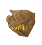 いえねこuni（個別スタンプ：1）