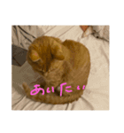 いえねこuni（個別スタンプ：3）