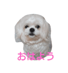 ぺキビジョンきりたん（個別スタンプ：1）