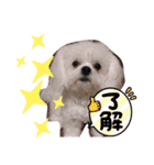 ぺキビジョンきりたん（個別スタンプ：11）