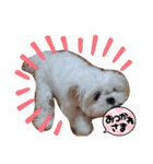 ぺキビジョンきりたん（個別スタンプ：12）