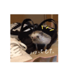 ハリネズミのトミー（個別スタンプ：1）