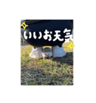 ハリネズミのトミー（個別スタンプ：2）