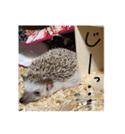 ハリネズミのトミー（個別スタンプ：4）