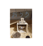 ハリネズミのトミー（個別スタンプ：6）