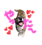 リン（柴犬と甲斐犬のハーフ）*ぷる文字（個別スタンプ：1）