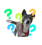 リン（柴犬と甲斐犬のハーフ）*ぷる文字（個別スタンプ：2）