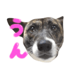 リン（柴犬と甲斐犬のハーフ）*ぷる文字（個別スタンプ：4）
