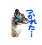 リン（柴犬と甲斐犬のハーフ）*ぷる文字（個別スタンプ：5）