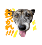 リン（柴犬と甲斐犬のハーフ）*ぷる文字（個別スタンプ：6）